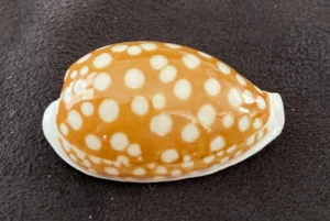 CYPRAEIDAE Cypraea Cribraria 35.5mm Cebu, Philippines Big Size +++ - Picture 1 of 5