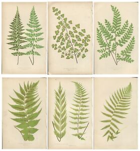 Lot of 6 LOWE Antique Fern Prints Botanical ferns - Lot 29