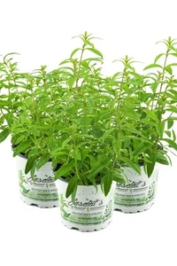 3er Set Zitronenstrauch, Zitronenverbene, Aloysia citrodora, Kräuter Pflanze - Bild 1 von 4