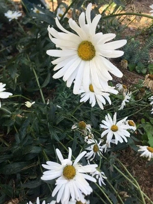 Nipponanthemum nipponicum | Nippon Daisy | 50 Seeds - Image 1 of 4