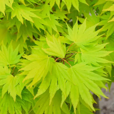 Acer shirasawanum 'Jordan' | Japanese Maple Deciduous Garden Plant Tree In Pot - Image 1 of 4