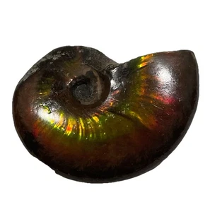 Amazing Rainbow Ammonite From Madagascar Authentic Fossil - Picture 1 of 4