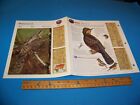 Page photo/information Wryneck Wildlife Explorer 1998