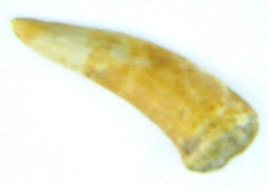 Enchodus Fish Tooth Fossil Dinosaur Age 7.24 Grams - Picture 1 of 3