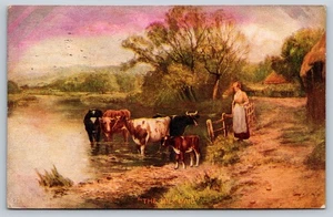 The Milk Maid Postcard 1907 Cows Cattle In River Woman Farm - Picture 1 of 3