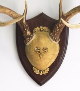 Dark Oak Ultimate Antler Mounting Kit for Deer - The Taxidermists' Woodshop