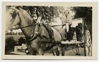 Woman driving Horse carriage Vintage Photo 