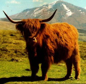 Postcard A Monarch of the Glen Highland Cow Edinburgh Scotland Chrome 1976 - Picture 1 of 3