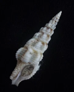 seashell Inquisitor intertinctus 41mm F+++ w/operc - Picture 1 of 3