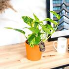 Devil's Ivy Golden Pothos Arum House Plant Self Watering Ceramic Pot Topping