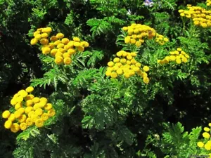 Tanacetum balsamita 100+ PCS fresh seeds, Costmary seeds, Alecost, Balsam herb, - Picture 1 of 3