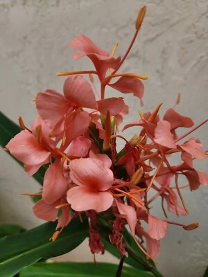 Coral Naranja Rosa Hedychium Mariposa Jengibre, Corte Rizoma Saludable, ¡Impresionante! Foto 1 de 4