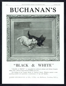 Buchanans Black & White Whisky West Highland Terrier Scottie Dog 1924 Advert - Picture 1 of 1