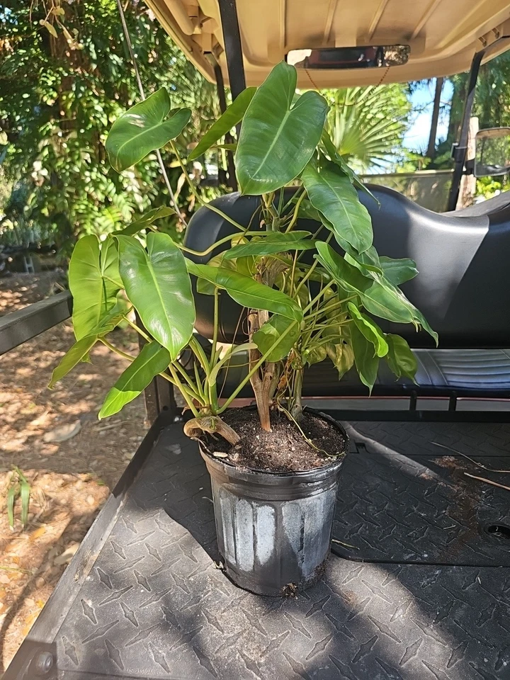 XL Philodendron Burle Marx Live Plant Green Leaf rooted multi grow  - Image 1 of 4