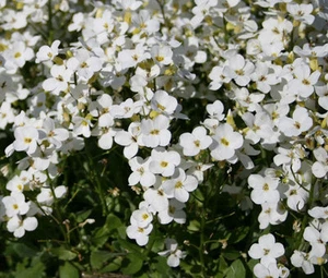 ARABIS WALL ROCK CRESS WHITE SNOW PEAK Arabis Alpina Caucasica - 100 Bulk Seeds - Picture 1 of 1