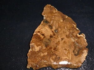 Stromatolith Fossil Platte-4 1/4" x 3 3/8"---grob-Kabbel-Display, Wissenschaft - Bild 1 von 3