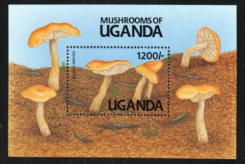 Uganda Stamp 947  - Mushrooms Cover