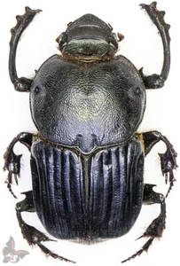Heteronitis sp. (castelnaui ?),LARGE, 28-32mm ,from Tanzania,UNMOUNTED beetle - Picture 1 of 5