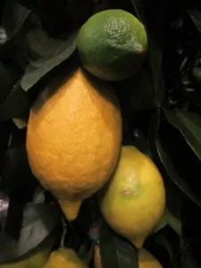 Citrus lemon '4 Saisons' Vierjahreszeiten Zitronenbaum - Pflanze 30-50cm Zitrone - Bild 1 von 3