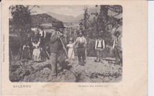 SALERNO - Contadini alla vendemmia