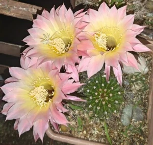 Echinopsis Yellow/pink Hybrid rare cactus CUTLING succulent live plant free gift - Picture 1 of 6