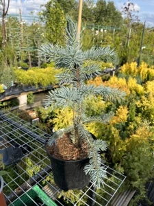 Picea pungens 'Fat Albert' Tree | Blue Colorado Spruce | 40/60cm (2L) - Picture 1 of 4