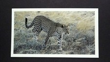 1 x Grandee Cigar card African Wildlife Leopard ± No 3 ≠ Q29