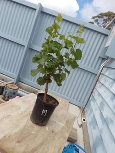 Cabernet Sauvignon rooted grape vine - Picture 1 of 2