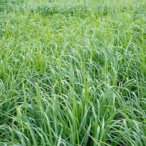 Super Napier Grass Seebs 7000 Seebs Pack | High Yield Multicut Grass Seeb Best + - Picture 1 of 4
