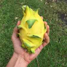 Bouture de Fruit du Dragon Exotique Jaune Hilocereus Pitaya Pitahaya Sans Racine