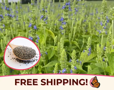 6400+ Chia Seeds | Flower Gardening Herb, Chia Pet Seed, Sprouting Chia Seed - Image 1 of 4