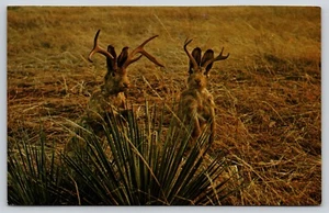 Postcard Two Jackalope Wyoming Eccentric Animal Cryptozoology Cryptid Mythology - Picture 1 of 2