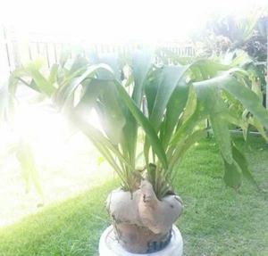 Staghorn Fern Platycerium Diversifolum 2000 - 3000 spore + phytosanitary Certifi - Picture 1 of 2
