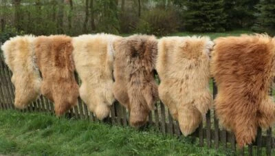 Peau de Mouton Coburger Renard Moutons Tapis D'Entrée Stitzunterlage Déco Tapis - Photo 1/4