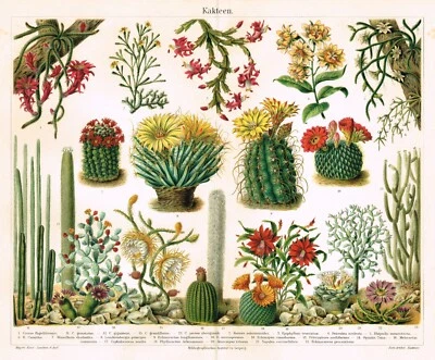 CACTUS CACTI  Antique Print 1890 Original ChromoLithography Various Succulents - Image 1 of 4