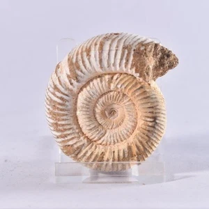 Ammonite (Perisphinctes sp.) Natural (unpolished) - Jurassic Period 55mm Morocco - Picture 1 of 5