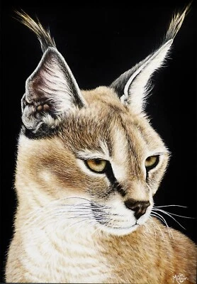 SALE Original Big Cat Scratchboard Art Wildlife Painting CARACAL Animal Portrait - Image 1 of 4