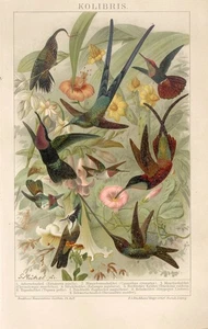 1895 WEISSER SICHELSCHNABEL BLAUSCHWANZSYLPH PURPURROTER TOPAS KOLIBRI-Druck - Bild 1 von 1