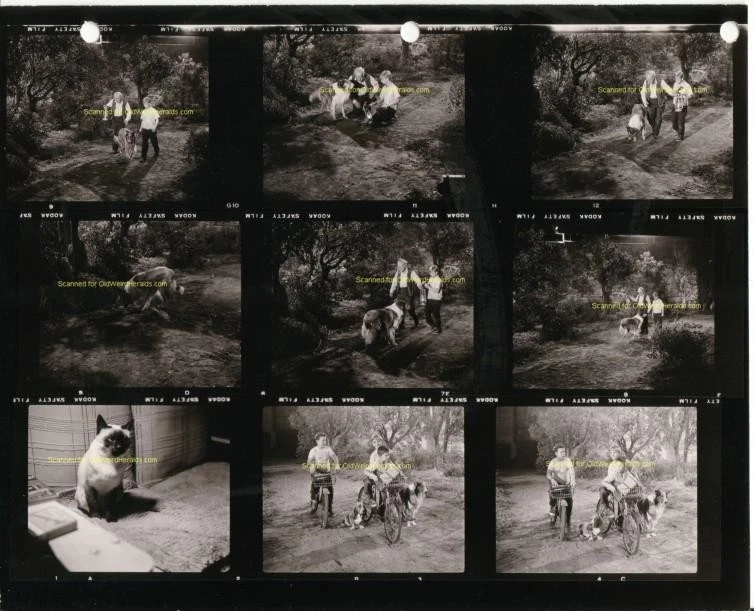 JEFFS COLLIE Lassie PHOTO #41 Orig 1956 CBS TV CONTACT PRINT SHEET Tommy RETTIG - Image 1 of 1