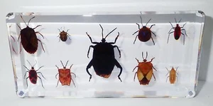 9 Bug Collection Set in clear Block Education Real Insect Specimen - Picture 1 of 9