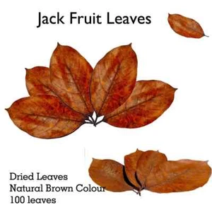 Jackfruit Leaves Natural Dried Jack Fruit leaves Organic bio fish Aquarium. - Picture 1 of 7