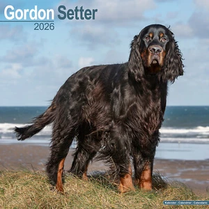 Gordon Setter 2026 Calendar | Dog Breed Gift Wall 15% OFF MULTI ORDERS - Picture 1 of 8
