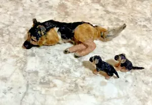 Ooak Artisan realistische handgefertigte Puppenstube Deutscher Schäferhund und 2 Welpen - Bild 1 von 7