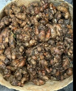 Dried Indonesian Kencur Kaempferia Galanga 2 oz - Picture 1 of 2