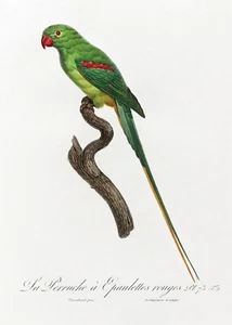Plate N. 73 Alexandrine Parakeet History of Parrots by Francois Levaillant Repro - Picture 1 of 2