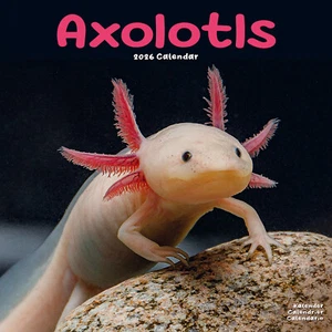 Axolotls 2026 Calendario Regalo Pared 15% DE DESCUENTO VARIOS PEDIDOS - Imagen 1 de 8