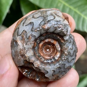 50gr EXTREM SELTEN GANZER Perm SCHWARZER AMMONIT Fossil Weichtiere Timor - Bild 1 von 11