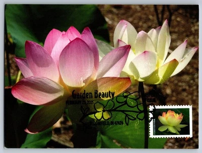 Maxi tarjeta #5657 Garden Beauty amarilla y rosa American Lotus FDC con cancelación de imagen Foto 1 de 2