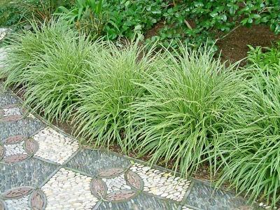 AZ.AGR.PURGATORIO Carex laghetto aiuole CARICE morrowii Ice Dance pianta ornamentale sempreverde