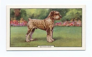 SCHNAUZER 1938 HUNDE 2. SERIE HUNDE ZIGARETTENKARTE #38 - Bild 1 von 2